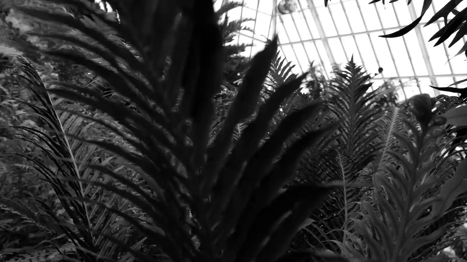 Ferns in the Fern Room at Phipps Conservatory, Pittsburgh, photographed by Steve Japalucci