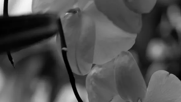 Orchid in the Orchid Room at Phipps Conservatory, Pittsburgh, photographed by Steve Japalucci